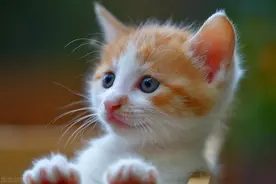 与死神同行！说说猫冠状病毒那些事图片