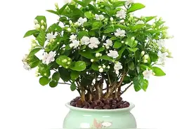 荣姐养了5年茉莉花，知道早春这样养“长得好”，说说我的经验图片