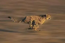 盘点速度最快的20种动物，你觉得最快的动物是谁？图片