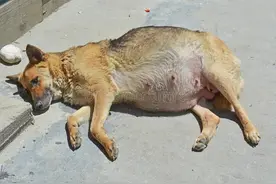 狗狗怀孕后有哪些症状？图片