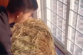 安徽一爸爸拿39年前的摇床，铺好褥子给宝宝睡，网友：稻草是灵魂图片