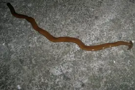 在农村喝泉水，如果不小心把蚂蟥吃进肚，蚂蟥会在肚子里存活吗？图片