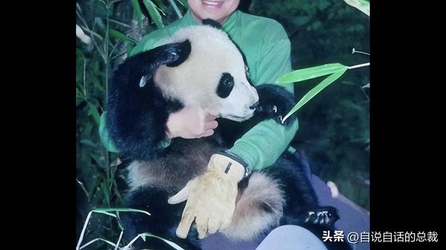 熊猫：真实存在的上古恐惧，为什么只有人类觉得大熊猫很可爱？