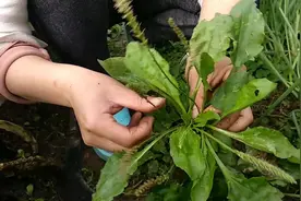 农村山上随处可见的野生车前草是个宝，有4大价值，别不当回事图片