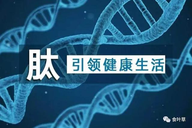 食叶草氨基酸多肽精蛋白与大健康产业