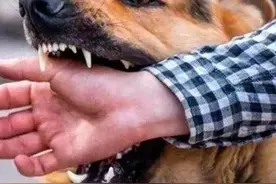 名贵犬咬人被砍死，狗主人耍横，无监控、无证人，且看法院如何判图片