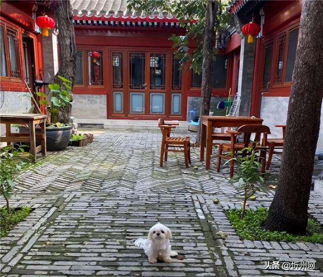 北京大爷喝酒被嘲“低人一等”，大爷：我家宠物狗住的都是四合院