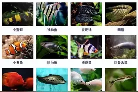 359种观赏鱼品种大全(带图片)，各位鱼友快来对比收藏一下!图片