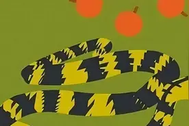 原创无毒的菜花蛇为什么被称为“百蛇之王”？它有何特别之处？图片