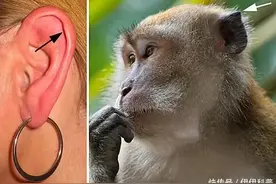 人类在进化过中，正在消失的器官，你的还在吗？图片