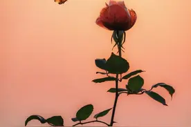 文案积累｜那些关于鲜花的浪漫而不落俗套的句子图片