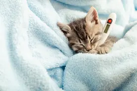 原来猫咪出现这种情况，是感染了猫瘟！快来看看吧图片