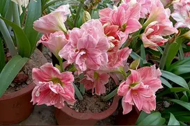 8种“不死花”，种一次能生一窝，越开花越多，适合新手、懒人图片