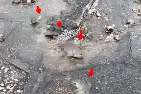 广西男子水库钓鱼，发现一群鱼从水里爬上岸，水中发生了什么？图片