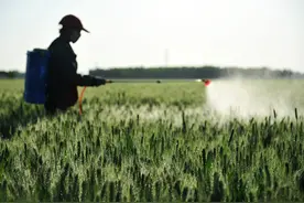 “干热风”为啥成了夏粮丰收“拦路虎”？朱定真委员：这股风能直接导致小麦枯萎死亡图片