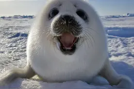 贝加尔湖是淡水湖，距离海洋2000多千米，为何生存着大量海洋生物图片