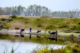 家乡的水塘图片