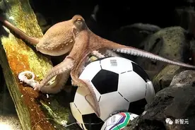 AI模型告诉你，为啥巴西最可能在今年夺冠！曾精准预测前两届冠军图片