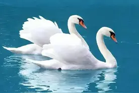 爱你永不后悔，想你，痴心不改只为你心醉神迷图片