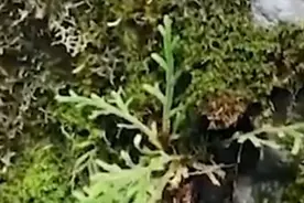 千年巨蟒守护的还魂草，能让人起死回生，土豪出价千万也买不到图片