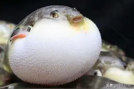 危险的美食诱惑：致命的河豚毒素图片