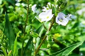 百草图之一百零六———兔子草图片