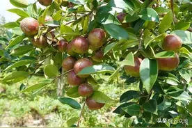2025年油茶种植面积达9000万亩以上，油茶树是“致富树”吗？图片