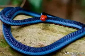 蓝长腺珊瑚蛇为了更加愉快的吃蛇，居然费尽心思的进化自己的毒液图片