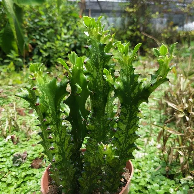 防辐射的植物 防辐射的植物有哪些(图13)