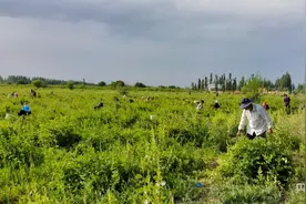 乡村振兴看新疆 | 荒地里种金银花 铺出致富“金银”路图片