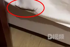 男子住酒店被床上蜈蚣咬伤，酒店回应：第一次出现蜈蚣，以前没有过，房间会打扫，都是一客一换图片
