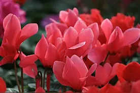 年宵花卉：仙客来图片