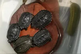 墨龟、草龟白眼病治愈经验分享图片