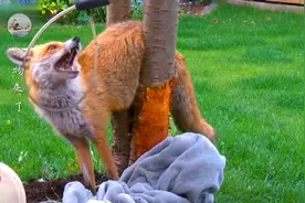 虽然是动物搞笑视频，可我看了却笑不出来，被困住的动物有多害怕图片