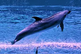 90后女驯兽师的7年：泡在20°C冷水中 驯过的海洋动物都成了家人图片