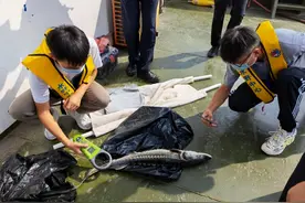 中华鲟现身上海！38年放生700万尾，中华鲟为啥还没有鱼满为患？图片