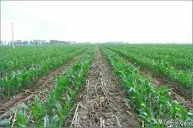 这些玉米品种适合在黄淮区域夏种，可能其中一个是你中意的图片