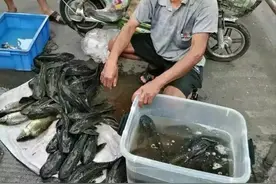 老大爷五块一条卖“盔甲鱼”，知情人：这鱼没有钢牙咬不动图片