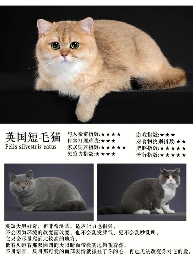 十大热门短毛猫品种合集！你准备养猫吗？准备养一只什么猫？
