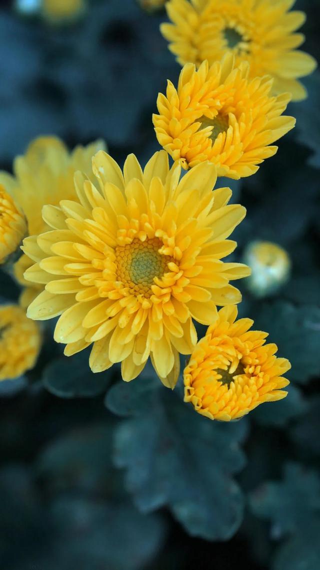 壁纸美图,鲜花怒放,五彩斑斓,绚丽多姿,美不胜收