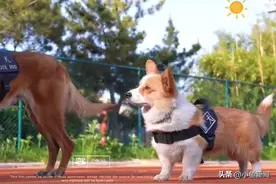 柯基警犬福仔训练又威又萌！网友：怎么站起来和队友的腿一样高图片