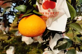 柑橘水果地头价格行情分享，不是果农也请知晓图片