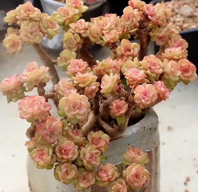 270种常见多肉图谱，一分钟认全！