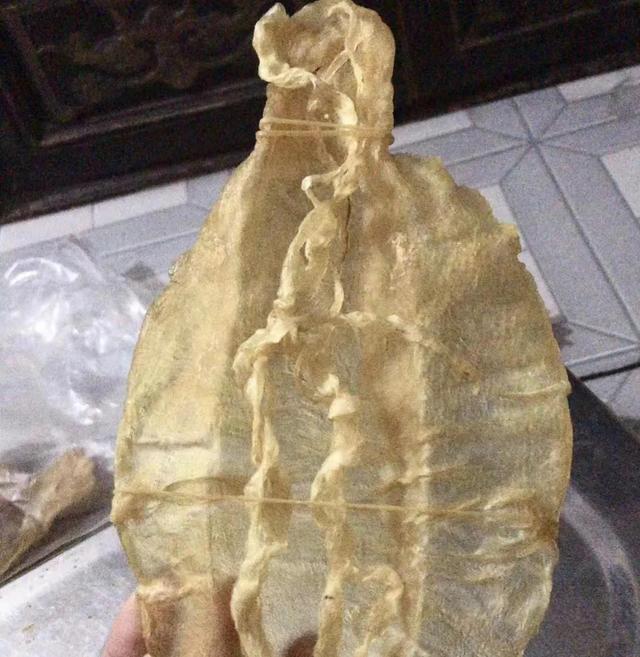 最贵的鱼胶多少钱一斤 最贵鱼胶多少钱一斤2023年价格