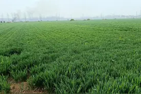 玉米稀植，小麦密植能高产，生产中真是这样吗？图片