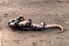 同体型下，眼镜王蛇和蟒蛇谁更厉害？图片