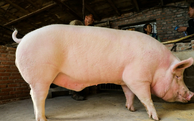 4亿头猪!十大猪企出栏暴涨,明年猪价大势已定!