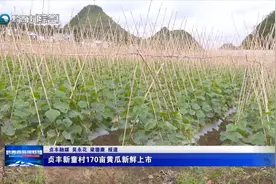 贞丰新童村170亩黄瓜新鲜上市图片