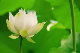 素书-求人之志章第三图片