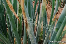 大葱斑潜蝇频发，如何防治图片